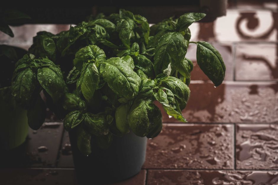 Why Is My Basil Turning Yellow Indoors? Fix It Fast!