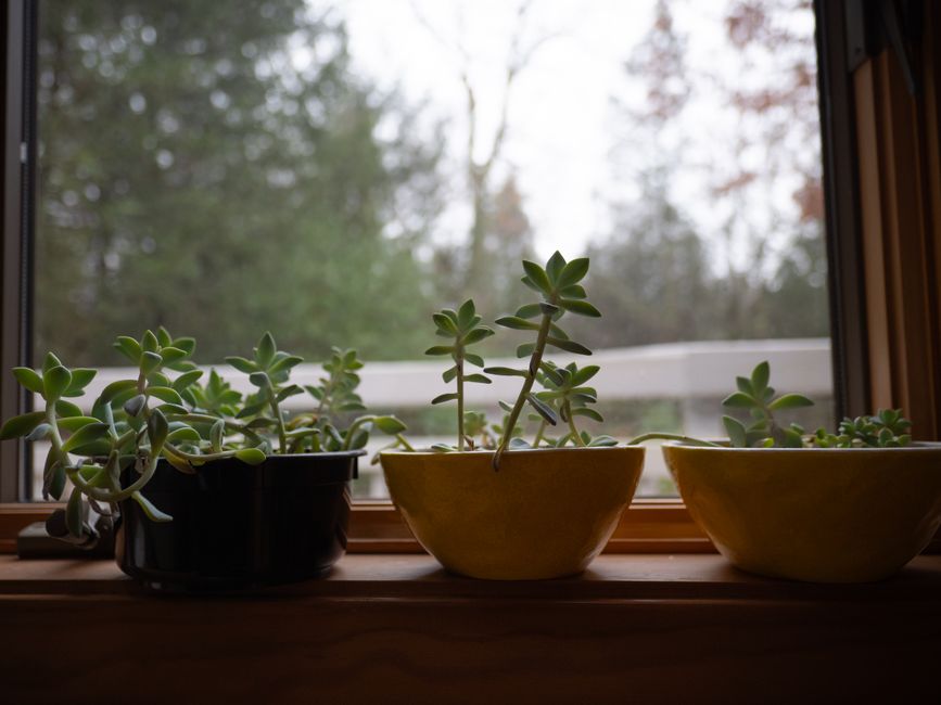 Why Are Your Indoor Plant Leaves Yellowing? Fix It!