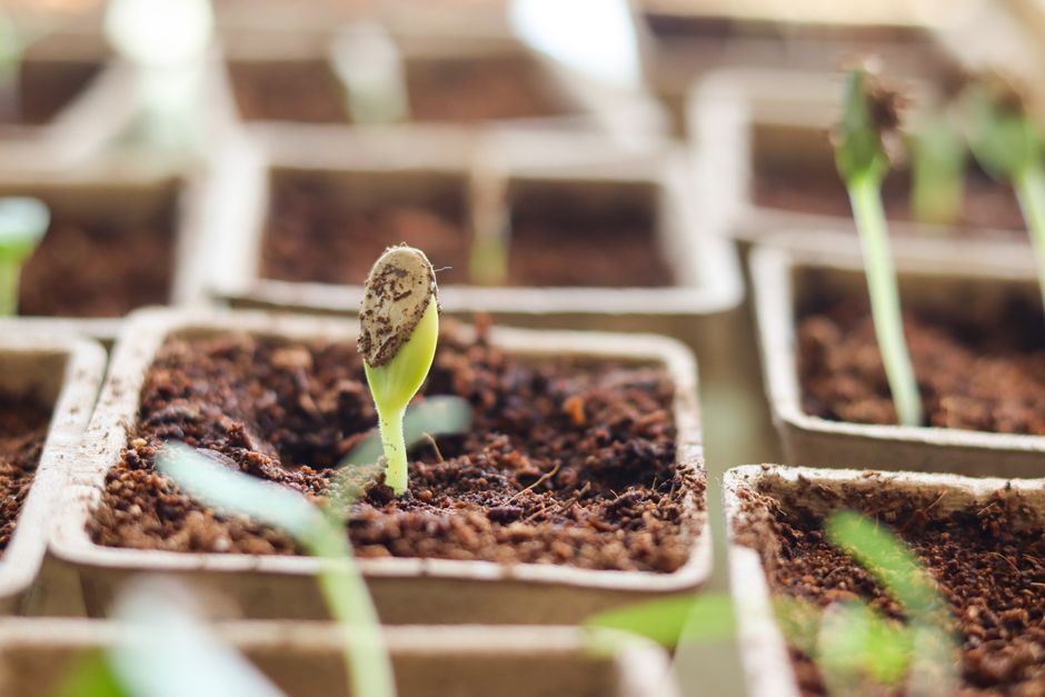 Why Aren't Your Seeds Germinating Indoors? Fix It!