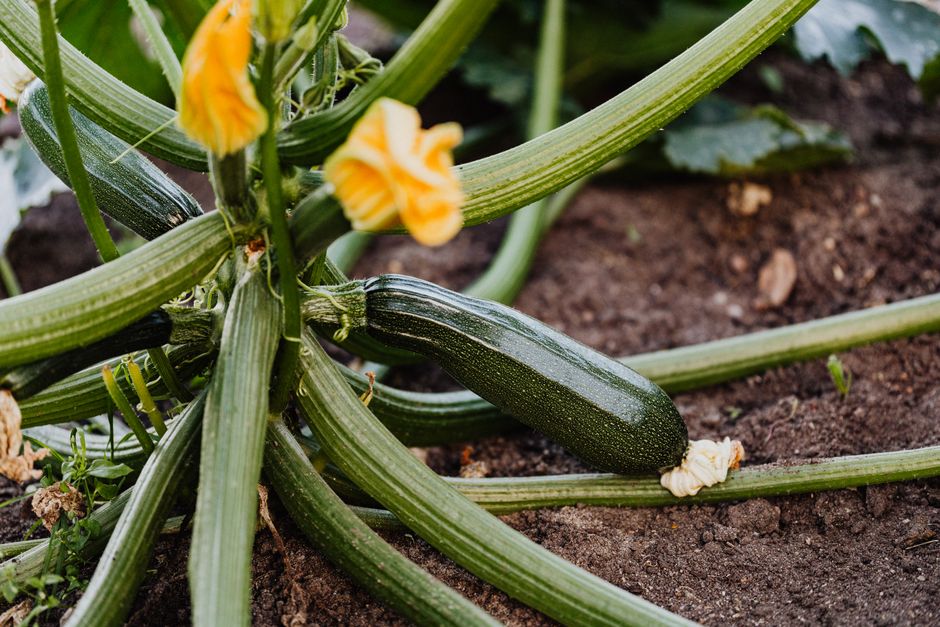 Zucchini Stopped Producing? 4 Reasons and Easy Fixes